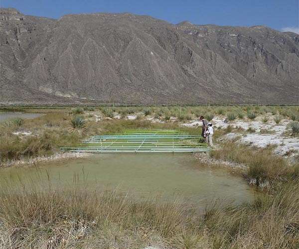 Rules of life: From a pond to the beyond