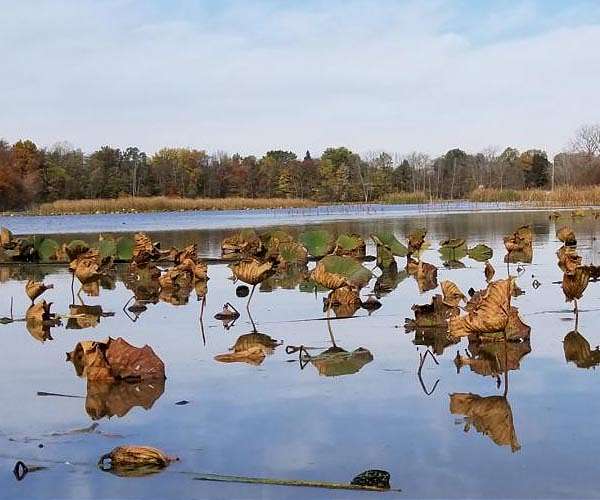 Wetland experts explain role of vital carbon sinks carbon cycle in new report