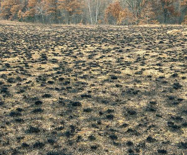 Controlled burning of natural environments could help offset our carbon emissions