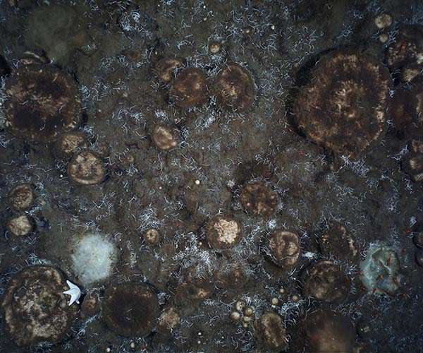 Giant sponge gardens discovered on seamounts in the Arctic deep sea