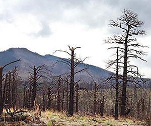 Large trees - key climate influencers - die first in drought