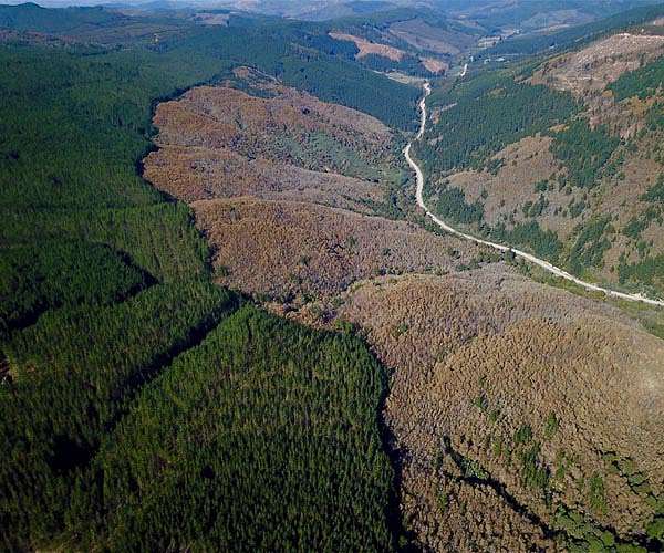 Carbon emissions increase along the forest edge, modeling study reveals