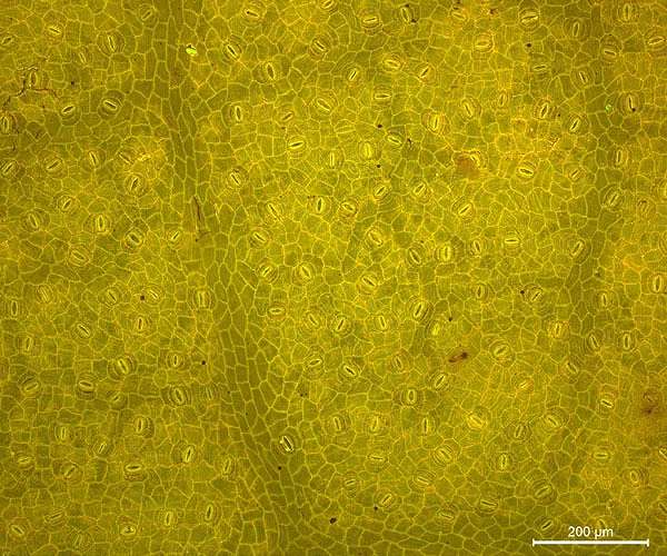 Fossils suggest carbon's influence on climate could grow as planet warms