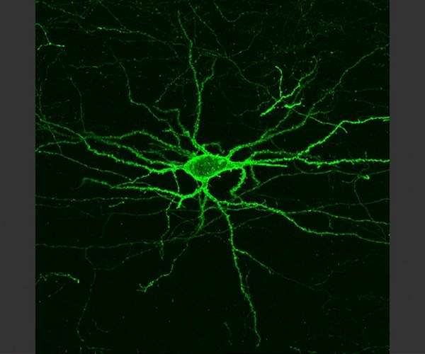 Seeing the brain's electrical activity