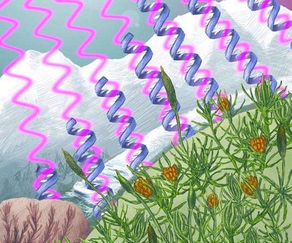 The oldest and fastest evolving moss in the world might not survive climate change