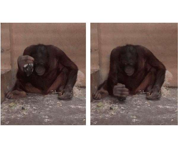 Orangutans instinctively use hammers to strike and sharp stones to cut