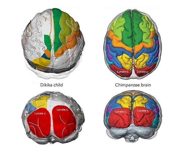 Lucy had an ape-like brain