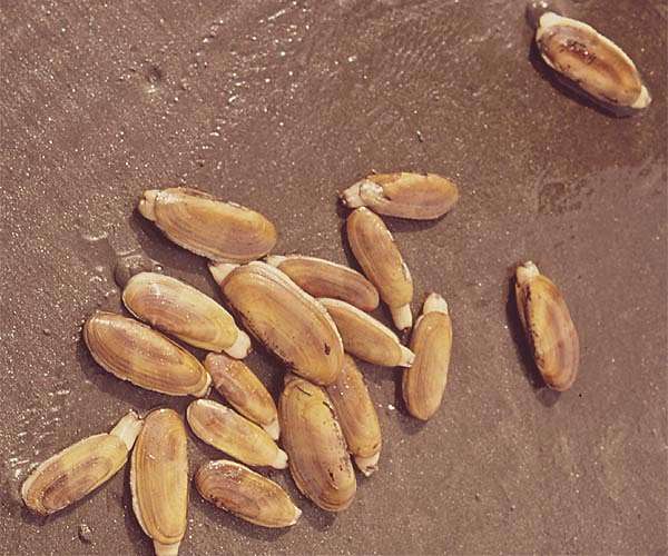Tool-making Neanderthals dove for the perfect clam shell