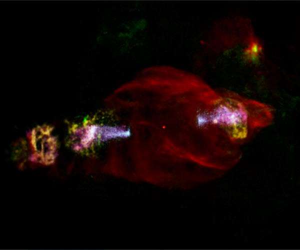 Cosmic manatee accelerates particles from head