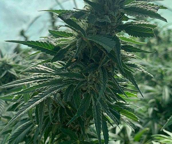 Scientists remove yeast cell's sex drive and turn it into a cannabis tracker