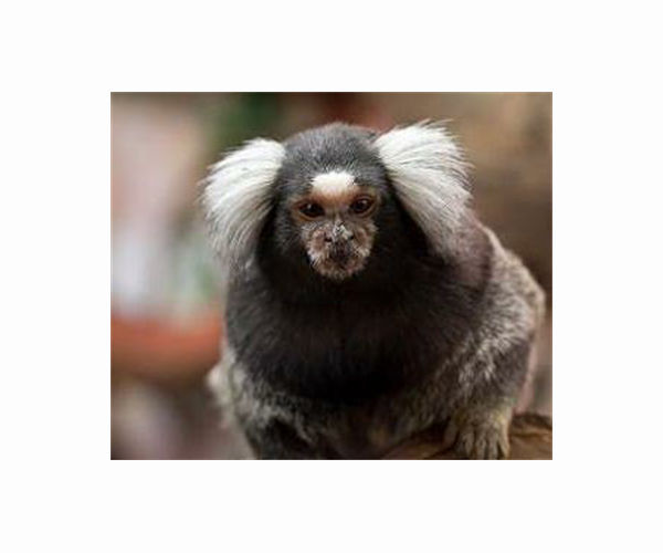 Marmosets can learn, adopt new dialects