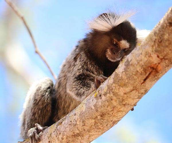 Bolder marmoset monkeys learn faster than shy ones