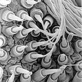 Spider Silks, The Ecological Materials Of Tomorrow