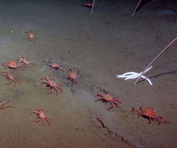 Researchers discover a flipping crab feeding on methane seeps