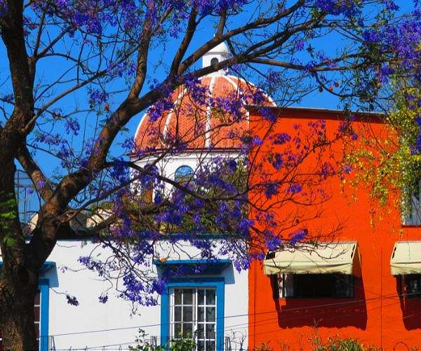 Japanese immigrant's legacy paints Mexico City violet