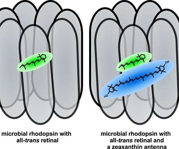 How do microbes live off light