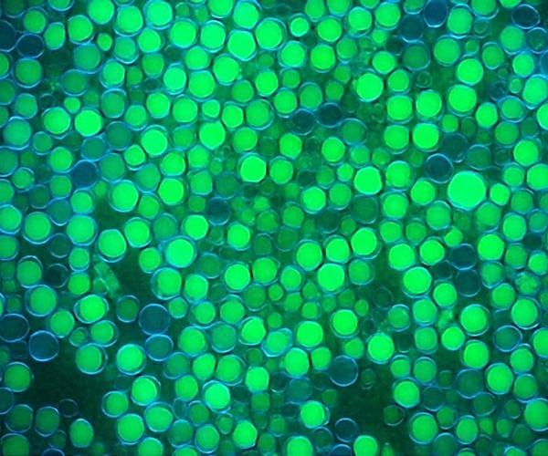 Scientists urge swift action on microbial technologies to address climate crisis