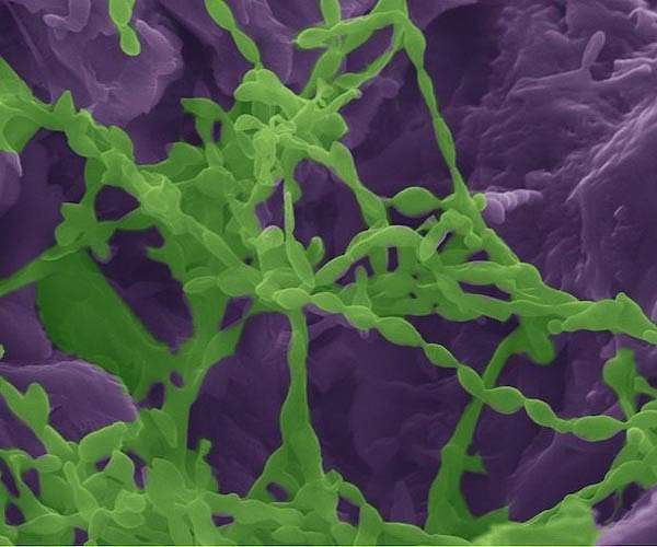 Microorganisms in parched regions extract needed water from colonized rocks
