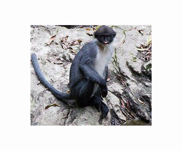 Newly discovered primate in Myanmar 'already facing extinction'