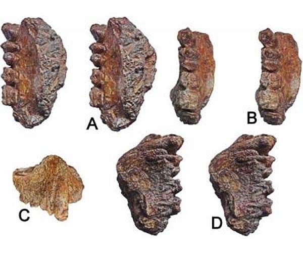 Late Miocene ape upper jaw discovered in western India