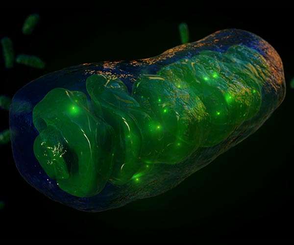 Remains of an extinct world of organisms discovered
