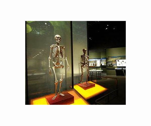 Step forward in understanding human feet