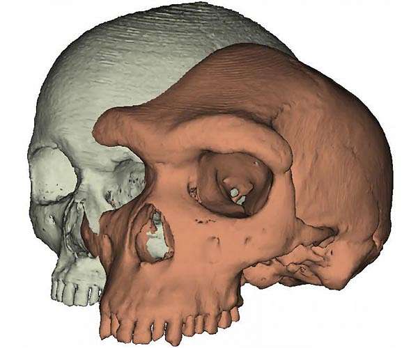 Why expressive brows might have mattered in human evolution