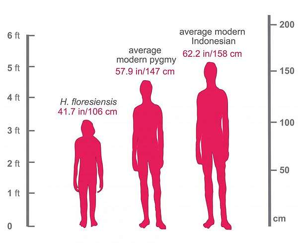 Discovery of the Smallest Arm Bone Illuminates Evolution of Homo floresiensis