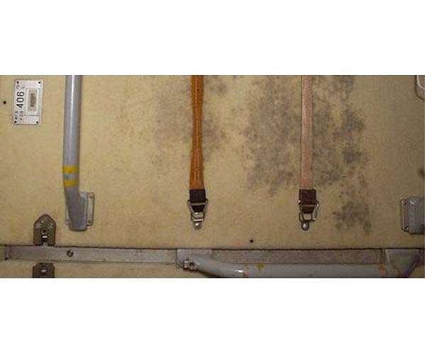 Space station mold survives high doses of ionizing radiation
