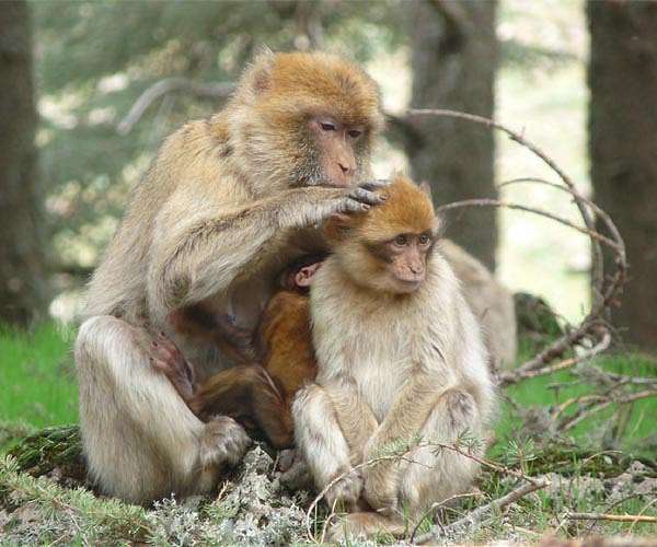 A monkey's balancing act