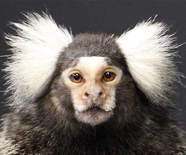 Monkey study suggests that they, like humans, may have 'self-domesticated'