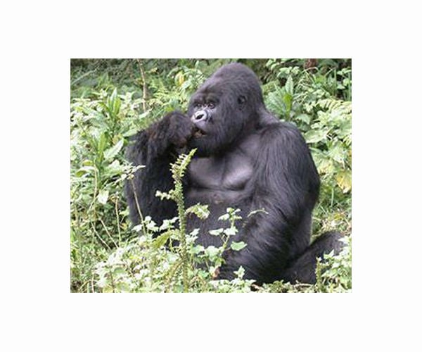 What gorilla poop tells us about evolution and human health
