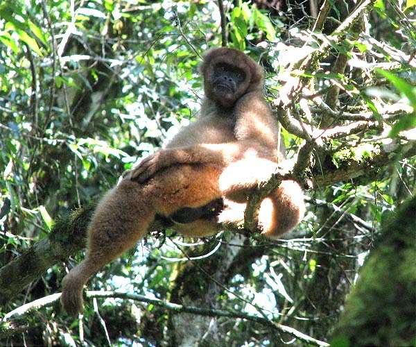 Spider monkey groups use collective computation to forage for food
