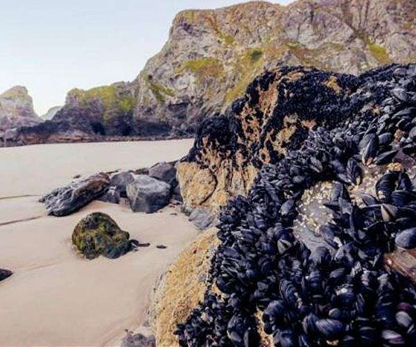 Prehistoric craftsmen sought freshwater mussels for their ornamental shell