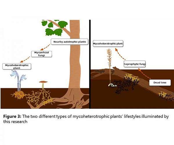 Some non-photosynthetic orchids consist of dead wood