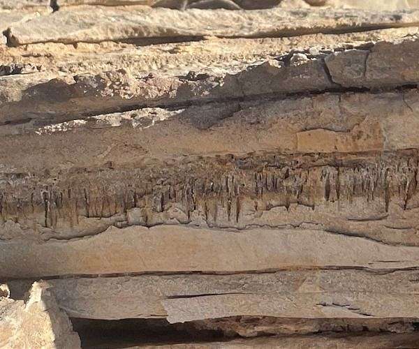 Microbial traces found in desert rocks hint at unknown life form