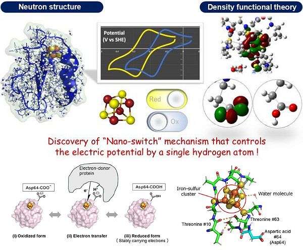 Unveiling a hydrogen-controlled nano-switch in electron transport proteins
