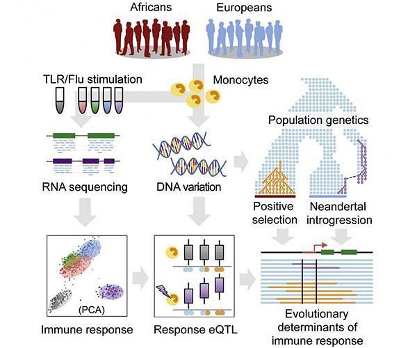 Neandertal genes in the petri dish