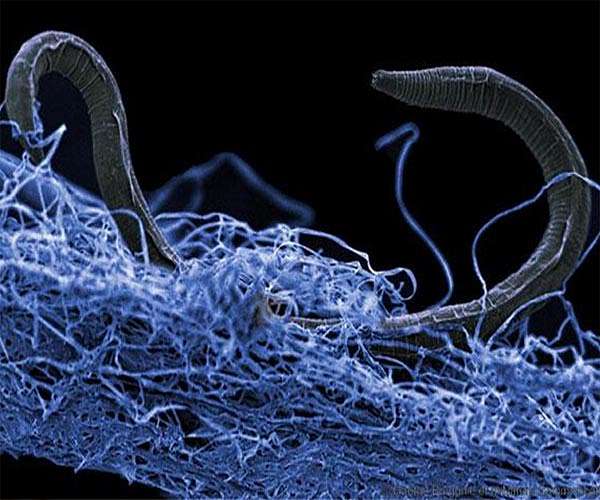 Underground life has a carbon mass hundreds of times larger than humans'