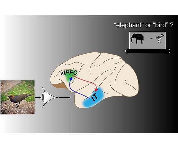 Neural pathway crucial to successful rapid object recognition in primates