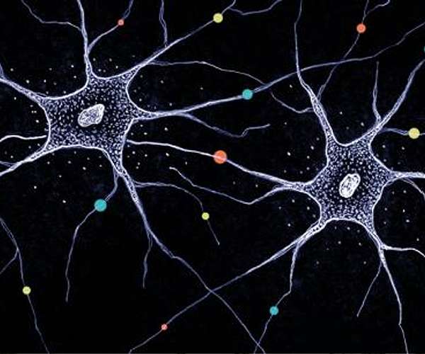 How millions of neurons become unique