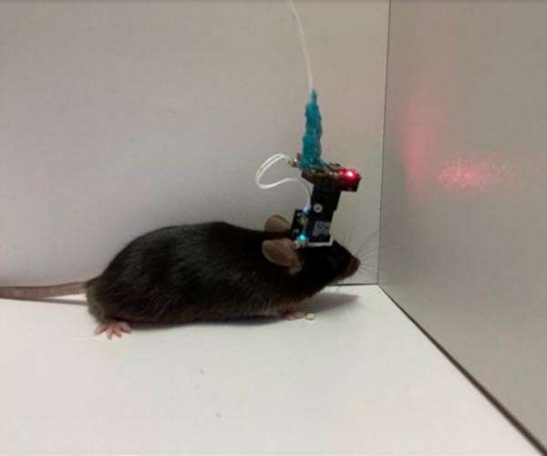Researchers identify neurons that specialize in remembering speed and location