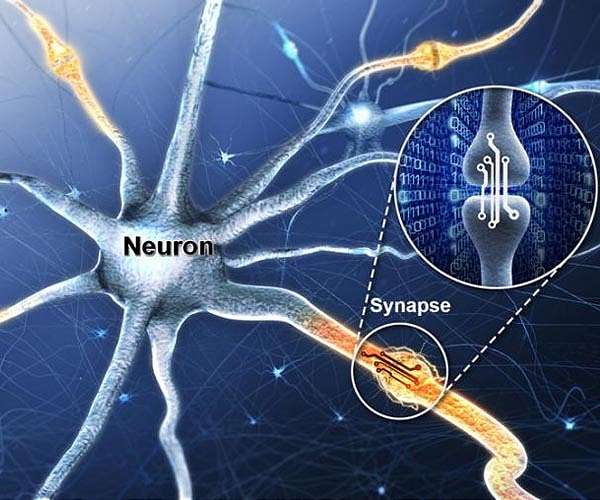Silent synapses are abundant in the adult brain