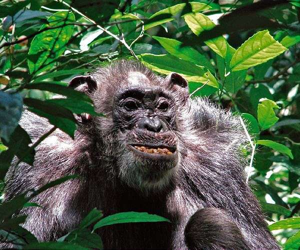 How infighting turns toxic for chimpanzees