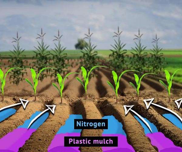 Emissions from fertilisers could be slashed by 2050: study