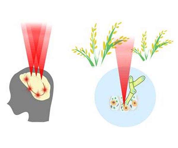 Manipulating cell networks with light