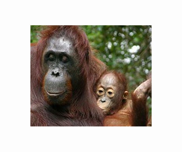 Rethinking the orangutan
