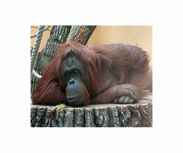 Orangutans have been adapting to humans for thousands of years