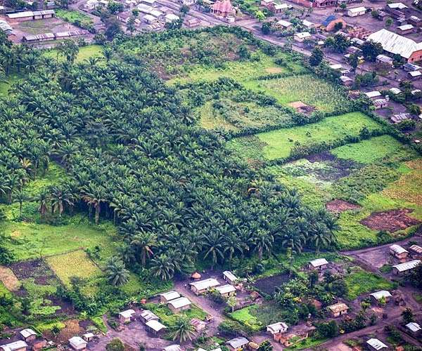 Oil palm: few areas in Africa reconcile high yields and primate protection
