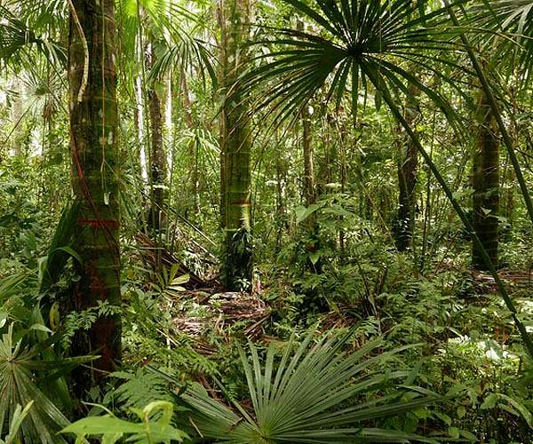 Huge Amazon swamp carbon stores under threat